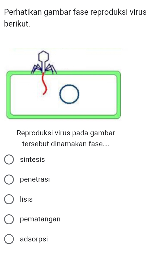 Perhatikan gambar fase reproduksi virus
berikut.
Reproduksi virus pada gambar
tersebut dinamakan fase....
sintesis
penetrasi
lisis
pematangan
adsorpsi