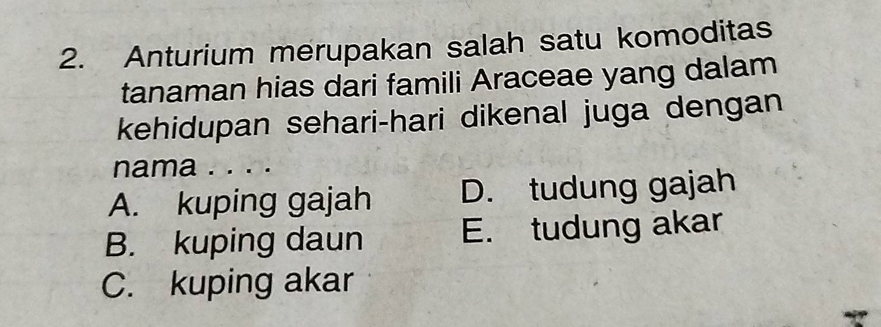 Anturium merupakan salah satu komoditas
tanaman hias dari famili Araceae yang dalam
kehidupan sehari-hari dikenal juga dengan
nama . . . .
A. kuping gajah D. tudung gajah
B. kuping daun E. tudung akar
C. kuping akar