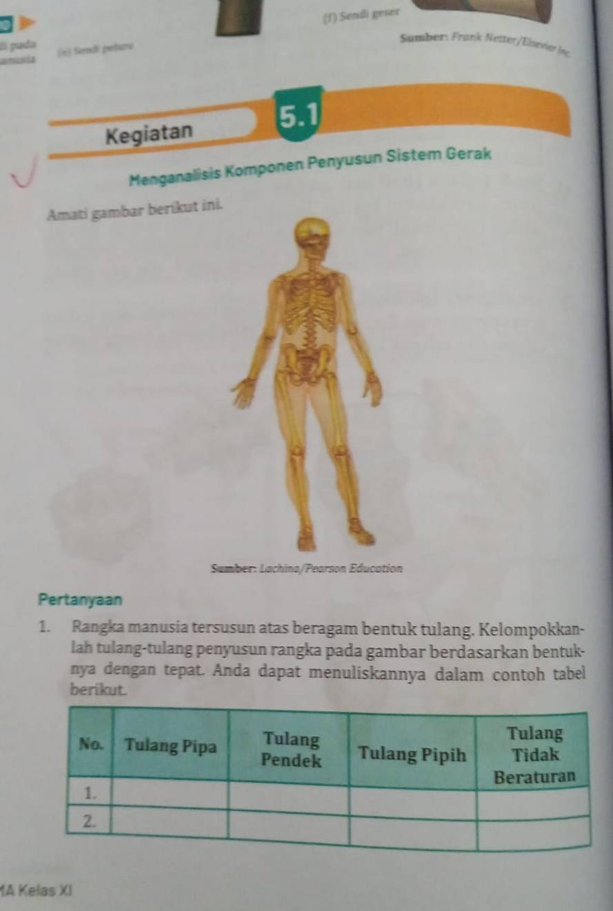 Sendli gese 
Samber: Frank Netter/Eisevier (66 
lí pada r) Send pulturí 
?”ç12
5.1
Kegiatan 
Menganalisis Komponen Penyusun Sistem Gerak 
Amati gambar berikut ini 
S 
Pertanyaan 
1. Rangka manusia tersusun atas beragam bentuk tulang. Kelompokkan- 
lah tulang-tulang penyusun rangka pada gambar berdasarkan bentuk- 
nya dengan tepat. Anda dapat menuliskannya dalam contoh tabel 
berikut. 
1A Kelas XI