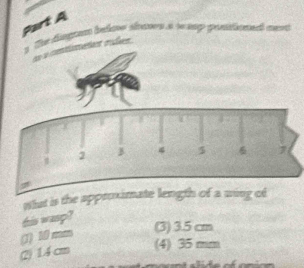 a
e sanrs a wap ponioned cent
What is the ap
his wasp?
(3) 3.5 cm
(1) 10 mm
(2) 1.4 cm
(4) 35 mm