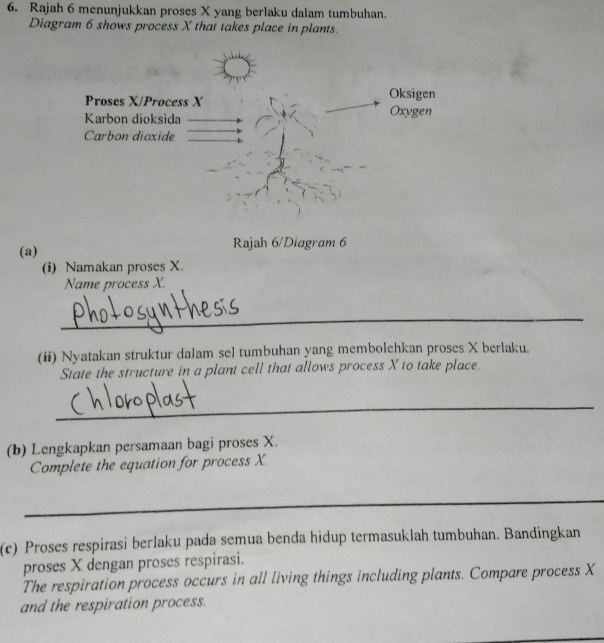 Rajah 6 menunjukkan proses X yang berlaku dalam tumbuhan. 
Diagram 6 shows process X that takes place in plants. 
(a) Rajah 6/Diagram 6 
(i) Namakan proses X. 
Name process X. 
_ 
(ii) Nyatakan struktur dalam sel tumbuhan yang membolehkan proses X berlaku. 
State the structure in a plant cell that allows process X to take place. 
_ 
(b) Lengkapkan persamaan bagi proses X. 
Complete the equation for process X. 
_ 
(c) Proses respirasi berlaku pada semua benda hidup termasuklah tumbuhan. Bandingkan 
proses X dengan proses respirasi. 
The respiration process occurs in all living things including plants. Compare process X
and the respiration process.