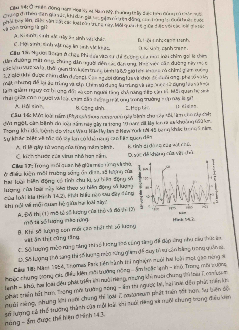 Cầu 14: Ở miền đồng nam Hoa Kỳ và Nam Mỹ, thường thấy diệc trên đồng cỏ chăn nuôi.
Chúng đi theo đàn gia súc, khi đàn gia súc gặm cỏ trên đồng, côn trùng bị đuối hoặc buộc
phải bay lên, diệc săn bắt các loài côn trùng này. Mối quan hệ giữa diệc với các loài gia súc
và côn trùng là gì?
A. Kí sinh; sinh vật này ăn sinh vật khác.
B. Hội sinh; cạnh tranh.
C. Hội sinh; sinh vật này ăn sinh vật khác.
D. Kí sinh; cạnh tranh.
Câu 15: Người Boran ở châu Phi dựa vào sự chỉ đường của một loài chim gọi là chim
dản đường mật ong, chúng dẫn người đến các đàn ong. Nhờ việc dẫn đường này mà ở
các khu vực xa lạ, thời gian tìm kiếm trung bình là 8,9 giờ (khi không có chim) giảm xuống
3,2 giờ (khi được chim dẫn đường). Con người dùng lửa và khói để đuồi ong, phá tố và lấy
mật nhưng để lại ấu trùng và sáp. Chim sử dụng ấu trùng và sáp. Việc sử dụng lửa và khói
làm giảm nguy cơ bị ong đốt và con người tăng khả năng tiếp cận tổ. Mối quan hệ sinh
thái giữa con người và loài chim dẫn đường mật ong trong trường hợp này là gi?
A. Hội sinh, B. Cộng sinh. C. Hợp tác. D. Kí sinh.
Câu 16: Một loài nấm (Phytophthora ramorum) gây bệnh cho cây sối, làm cho cây chết
đột ngột, căn bệnh do loài nấm này gây ra trong 10 năm đã lây lan ra xa khoảng 650 km.
Trong khi đó, bệnh do virus West Nile lây Ian ở New York tới 46 bang khác trong 5 năm.
Sự khác biệt về tốc độ lây lan có khả năng cao liên quan đến
A. tỉ lệ gây tử vong của từng mầm bệnh. B. tính di động của vật chủ.
C. kích thước của virus nhỏ hơn nấm. D. sức để kháng của vật chủ.
Câu 17: Trong mối quan hệ giữa mèo rừng và thỏ, (2)
ở điều kiện môi trường sống ổn định, số lượng của 160
hai loài biến động có tính chu kì, sự biến động số
lượng của loài này kéo theo sự biến động số lượng 5 120
a
80 M
-5
của loài kia (Hình 14.2). Phát biểu nào sau đây đúng 40
-3
khi nói về mối quan hệ giữa hai loài này?
1850 1875
A. Đổ thị (1) mô tả số lượng của thỏ và đó thị (2) 0 1900 1925
Năm
mô tả số lượng mèo rừng.
Hình 14.2.
B. Khi số lượng con mối cao nhất thì số lượng
vật ăn thịt cũng tăng.
C. Số lượng mèo rừng tăng thì số lượng thỏ cũng tăng để đáp ứng nhu cầu thức ăn.
D. Số lượng thỏ tăng thì số lượng mèo rừng giảm để duy trì sự cân bằng trong quần xã.
Câu 18: Năm 1954, Thomas Park tiến hành thí nghiệm nuôi hai loài mọt gạo riêng rê
hoặc chung trong các điều kiện môi trường nóng - ẩm hoặc lạnh - khô. Trong môi trường
lạnh - khô, hai loài đếu phát triển khi nuôi riêng, nhưng khi nuôi chung thì loài T. confusum
phát triển tốt hơn. Trong môi trường nóng - ẩm thì ngược lại, hai loài đều phát triển khi
nuôi riêng, nhưng khi nuôi chung thì loài T. castaneum phát triển tốt hơn. Sự biến đổi
số lượng cá thể trưởng thành của mỗi loài khi nuôi riêng và nuôi chung trong điều kiện
nóng - ẩm được thể hiện ở Hình 14.3.