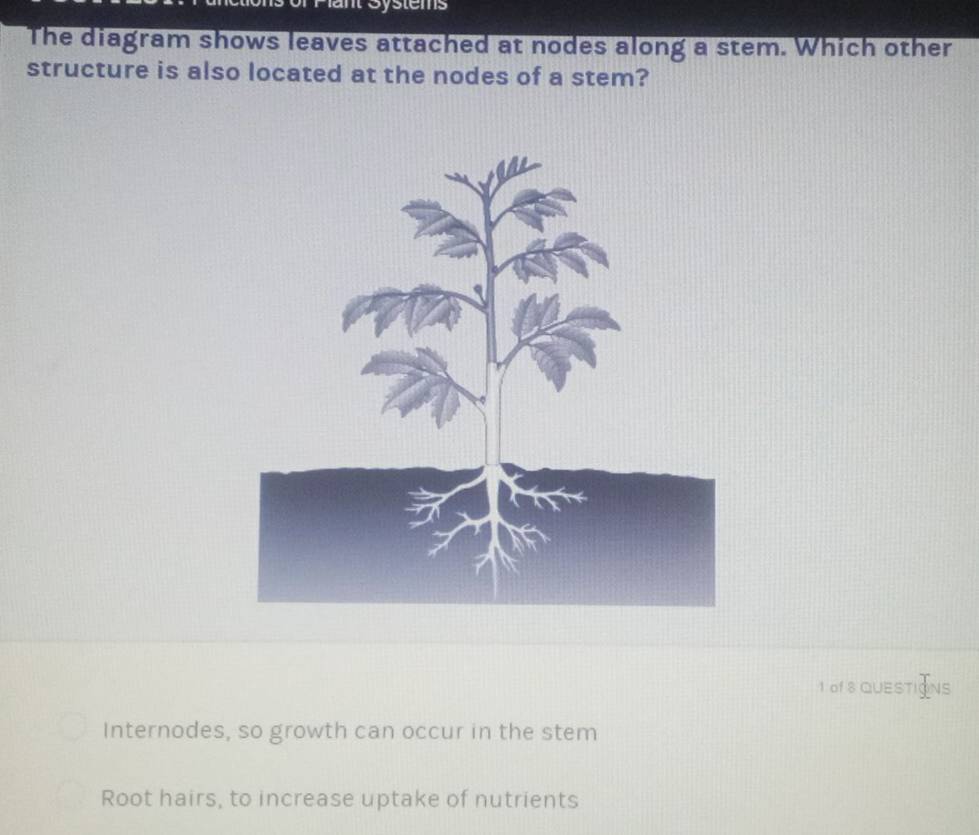 lant Systems
The diagram shows leaves attached at nodes along a stem. Which other
structure is also located at the nodes of a stem?
1 of 8 QUESTIONS
Internodes, so growth can occur in the stem
Root hairs, to increase uptake of nutrients