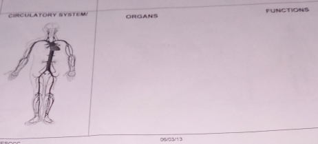 FUNCTIONS 
CIRCULATORY SYSTEM/ ORGANS
06/03/13