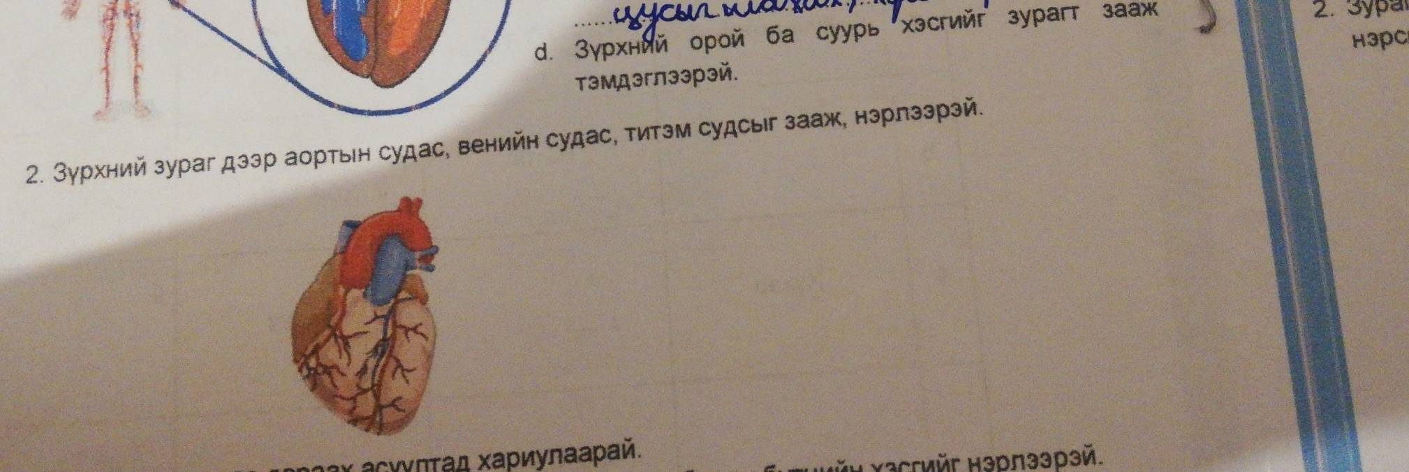 Зγрхний орой ба суурь хэсгийг зурагт зааж 
2. 3ypa 
H3PC 
тэмдэглээрэй. 
2. Зурхний зураг дзэр аортьн судас, венийн судас, титэм судсыг зааж, нэрлэзрэй. 
асγγπτад Χариулаарай. 
Yзсгийr нэрлээрзй.