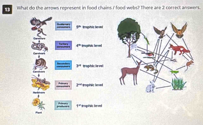 Solved: What do the arrows represent in food chains / food webs? There ...