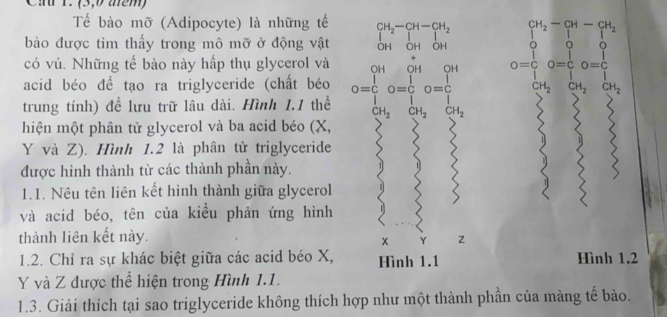 Ca 1. (3,0 a2m) 
Tế bào mỡ (Adipocyte) là những tế 
bào được tìm thấy trong mô mỡ ở động vật 
có vú. Những tế bào này hấp thụ glycerol và
beginarrayr  GH_2=GH-GH_2 g_2+ □ /□  O1 o= 1/1 o= 1/6   1/2 ot_2endarray
□  
acid béo đề tạo ra triglyceride (chất béo beginarrayr GH_2-Gh_1=frac to_OH CH&O_2 Gn&GH&Gu^L&O= 1/3 &O= □ /3  hline endarray  CH_2 CH_2 CH_2
trung tính) để lưu trữ lâu dài. Hình 1.1 thể CH_2 CH_2 CH_2
hiện một phân tử glycerol và ba acid béo (X,
Y và Z). Hình 1.2 là phân tử triglyceride 
được hình thành từ các thành phần này. 
< 
1.1. Nêu tên liên kết hình thành giữa glycerol 
và acid béo, tên của kiều phản ứng hình 
thành liên kết này. Z
x Y
1.2. Chỉ ra sự khác biệt giữa các acid béo X, Hình 1.1 Hình 1.2
Y và Z được thể hiện trong Hình 1.1. 
1.3. Giải thích tại sao triglyceride không thích hợp như một thành phần của màng tế bào.