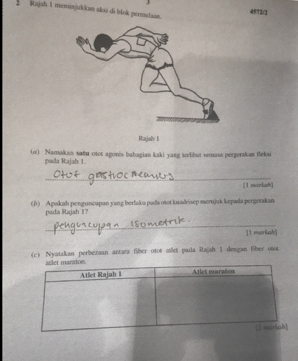 Rajah 1 menunjukkan aksi di blok permulaan. 
4572/2 
(a) Namakan satu otot agonis bahagian kaki yang terlibat semasa pergerakan fleksi 
pada Rajah 1. 
_ 
[1 markah] 
(b) Apakah penguncupan yang berlaku pada otot kuadrisep merujuk kepada pergerakan 
pada Rajah 1? 
_ 
[1 markah] 
(c) Nyatakan perbezaan antara fiber otot atlet pada Rajah 1 dengan fiber otot