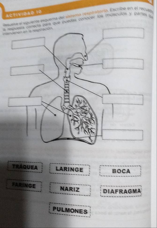 ACTIVIDAD 10 
Resuelve el siguiente esquema del sistema respiratorio. Escribe en el recuad 
La ara que puedas conocer los músculos y partes qu 
Tráquea LARINGE 
BOCA 
FARINGE NARIZ DIAFRAGMA 
PULMONES