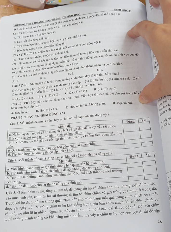 SINH HOC U
Trường thPT hoàng Hoa thám - Tô sinh Học
D. Học in vết được hình thành ở một giai đoạn nhất định trong cuộc đời cá thể động vật
Câu 7 (TH) :Vai trò không thuộc về tập tính của động vật:
A. Tim kiểm, báo vệ và lấy thức ăn.
B. Gây mắt cân bằng nội môi.
C. Tim kiểm bạn tình, tăng cơ hội truyền gen cho thể hệ sau.
D. Báo động nguy hiểm, giao tiếp thông tin.
Câu 8 (TH), Có bao nhiêu đáp án sai khi nói về tập tính của động vật là:
(1) Tính thứ bậc không thuộc tập tính xã hội.
(2) Pheromone có thể gây ra các tập tính liên quan và không liên quan đến sinh sản,
(3) Ngày nay con người đã áp dụng hiểu biết về tập tính động vật vào rất nhiều lĩnh vực của đời
sống như cải tạo giống, bảo vệ mùa màng, đạy và học ..
D. 1.
A C
(4) Cơ chế của quá trình học tập của con người là sự hình thành phân xạ có điều kiện,
A. 4, B. 3. C. 2.
Câu 9 (VD): Những tập tính nào trong những ví dụ dưới đây là tập tính bắm sinh?
(1) Nhện giăng tơ. (2) Ong bắp cây đẻ trứng vào rệp. (3) Em bé bú mẹ.(4) Đứa trẻ bơi. (5) Sư
tử tranh giành vị trí đầu đàn. (6) Chim di cư về phương nam tránh rét.
A. (1), (2) và (3). B. (1), (5) và (6). C. (2), (3) vå (4). D. (3), (4) và (6).
Tn hành t
Câu 10 (VD): Một bầy chó sói cùng nhau săn mỗi. Việc học tập của cá thể chó sối trong bầy
hình thức học tập nào?
A. Học in vết. B. Học thử và sai. C. Học nhận biết không gian. D. Học xã hội.
bng ước 
chán báo hì
ÁC nGHIệM đÚnG SAi
lành làm ch
ính của động vật?
hệsự
Câu 3. Ở loài chim tu hú, thay vì làm tổ, đề
vào mùa sinh sản, chim tu hú cái thường đi tìm tổ chim chích và gửi trứng của mình ở tron
Trước khi bỏ đi, tu hú mẹ không quên “tẩm bổ” cho mình bằng một quả trứng chim chích, vừa mới
được vài ngày tuổi. Vì trứng chim tu hú khá giống trứng của loài chim chích, khiến chim chích cứ
vô tư ấp nở như lẽ tự nhiên. Ngoài ra, thức ăn của tu hú mẹ là các loài sâu có độc tố. Đối với chim
tu hú trưởng thành chúng có khả năng miễn nhiễm, tuy vậy ở chim tu hú non còn yếu ớt rất dễ gặp
48