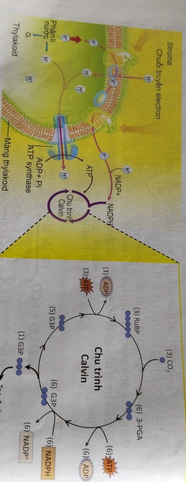 (6) ADP
(6) NADPH
Màng thylakoid