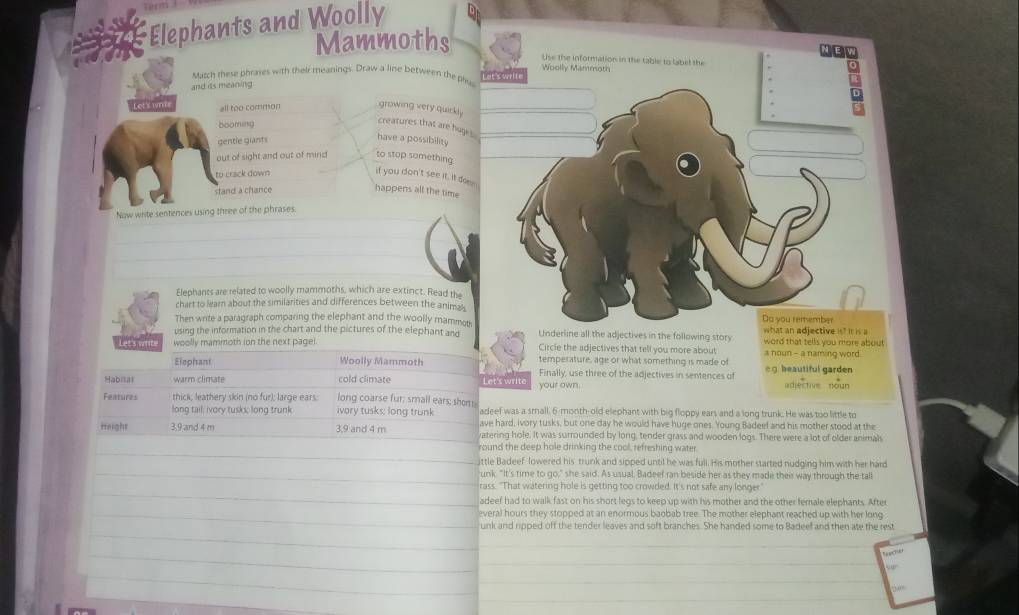 Elephants and Woolly
Mammoths
E v
Use the information in the table to label the
Match these phrases with their meanings. Draw a line between the phus Lot's write Woolly Mammoth
and its meaning
Let's wnie all too common growing very quickl .
5
booming
creatures that are huge 
gentle giants
have a possibility
out of sight and out of mind to stop something
to crack down 
if you don't see it. it doen
stand a chance
happens all the time
Now write sentences using three of the phrases.
Elephants are related to woolly mammoths, which are extinct. Read the
chart to learn about the similarities and differences between the animak 
Then write a paragraph comparing the elephant and the woolly mammot Do you remember
using the information in the chart and the pictures of the elephant and Underline all the adjectives in the following story what an adjective is? it is a word that tells you more about 
Let's writs woolly mammoth ion the next pagel. Circle the adjectives that tell you more about a noun - a naming word .
Elephant Woolly Mammoth temperature, age or what something is made of  g beautiful garden
cold climate
Finally, use three of the adjectives in sentences of
Habitat    rm  cm  t Let's write your own. adjective noun
Features thick; leathery skin (no fur); large ears. long coarse fur; small ears; shor adeef was a small. 6-month-old elephant with big floppy ears and a long trunk. He was too little to
long tail, ivory tusks; long trunk ivory tusks; long trunk
Height 3,9 and 4 m 3,9 and 4 m ave hard, ivory tusks, but one day he would have huge ones. Young Badeef and his mother stood at the
atering hole. It was surrounded by long, tender grass and wooden logs. There were a lot of older animals
round the deep hole drinking the cool, refreshing water
_jittle Badeef lowered his trunk and sipped until he was full. His mother started nudging him with her hard
_unk. "It's time to go," she said. As usual. Badeef ran beside her as they made their way through the tall
_
rass. "That watering hole is getting too crowded. It's not safe any longer"
adeef had to walk fast on his short legs to keep up with his mother and the other female elephants. After
_
everal hours they stopped at an enormous baobab tree. The mother elephant reached up with her long
_
unk and ripped off the tender leaves and soft branches. She handed some to Badeel and then ate the rest
_
_
_
_
_
_
_