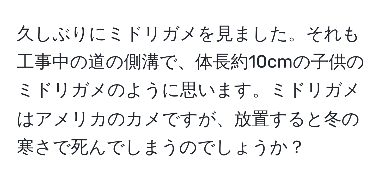 久しぶりにミドリガメを見ました。それも工事中の道の側溝で、体長約10cmの子供のミドリガメのように思います。ミドリガメはアメリカのカメですが、放置すると冬の寒さで死んでしまうのでしょうか？