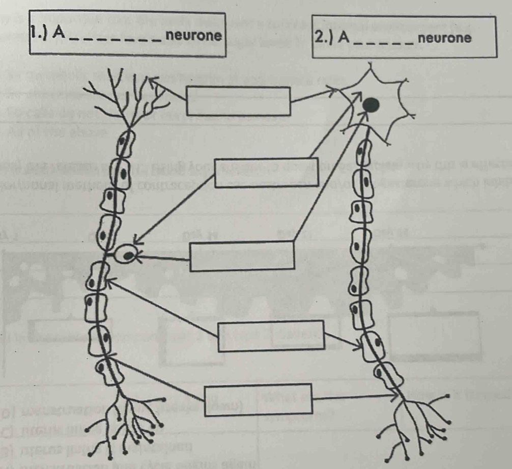 1.) A _neurone 2.) A_ neurone