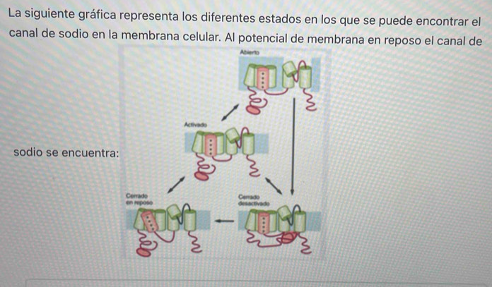 La siguiente gráfica representa los diferentes estados en los que se puede encontrar el 
canal de sodio en la membrana celular. Al potencial de membrana en reposo el canal de 
sodio se encuentra