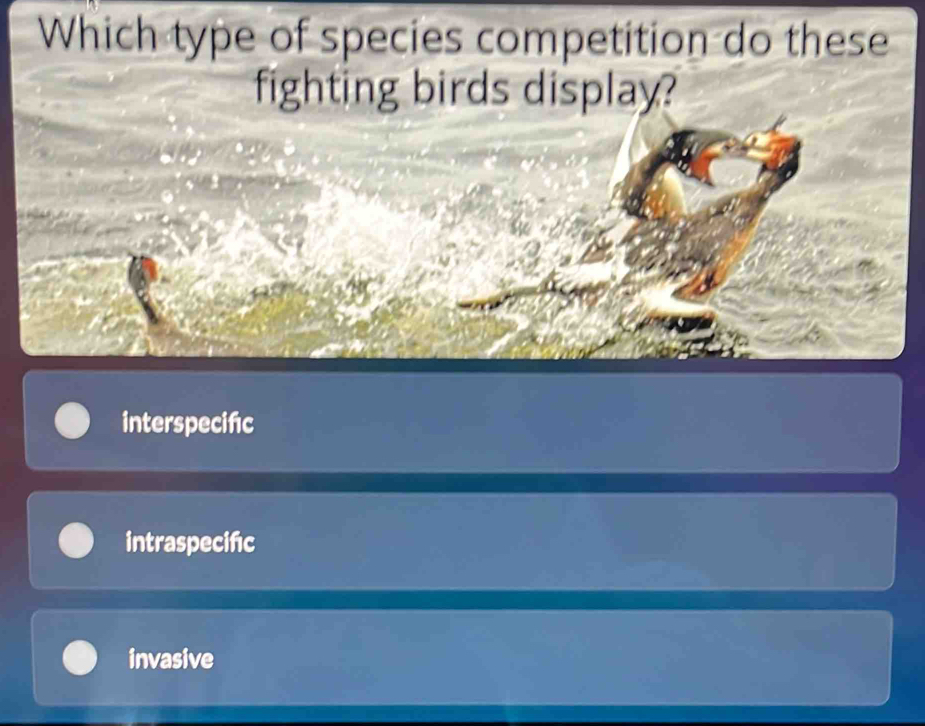 Which type of species competition do these
fighting birds display?
hot
interspecifc
intraspecifc
invasive