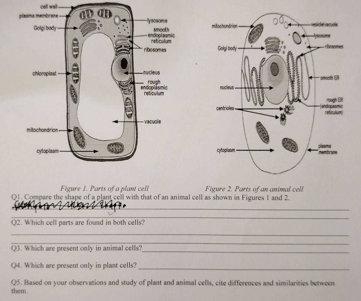 cell wall 



Figure 1. Parts of a plant cell Figure 2. Parts of an animal cell 
Q1. Compare the shape of a plant cell with that of an animal cell as shown in Figures 1 and 2. 
_ 
_ 
_ 
Q2. Which cell parts are found in both cells? 
_ 
_ 
Q3. Which are present only in animal cells?_ 
Q4. Which are present only in plant cells?_ 
Q5. Based on your observations and study of plant and animal cells, cite differences and similarities between 
them.