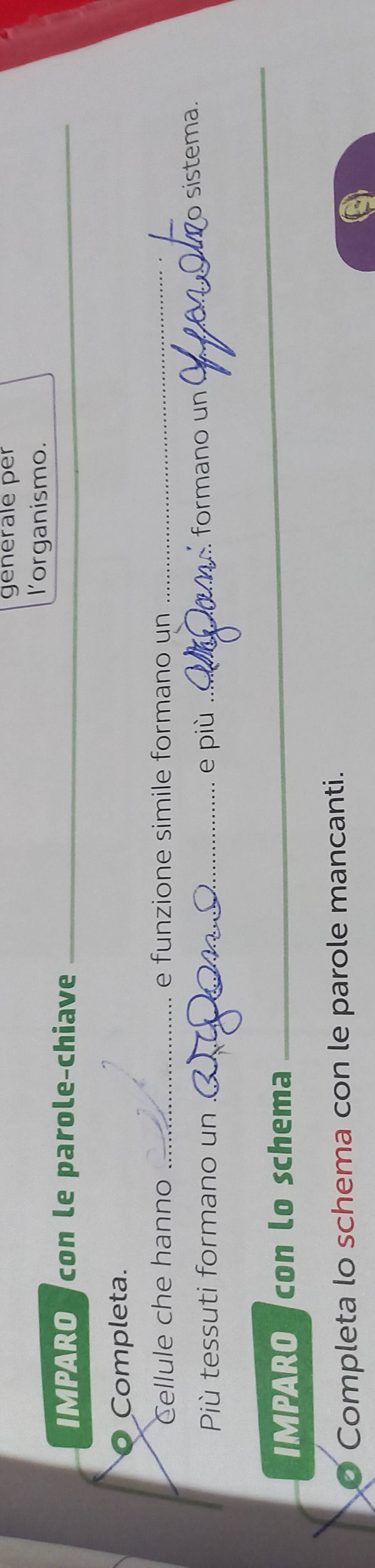 generale per 
l'organismo. 
IMPARO con le parole-chiave_ 
Completa. 
Cellule che hanno _e funzione simile formano un_ 
Più tessuti formano un _e più_ 
formano un 
_o sistema 
IMPARO con lo schema 
_ 
Completa lo schema con le parole mancanti.