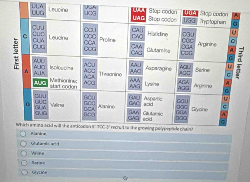 UUA
UCA
Glutamic acid
Valine
Serine
Glycine