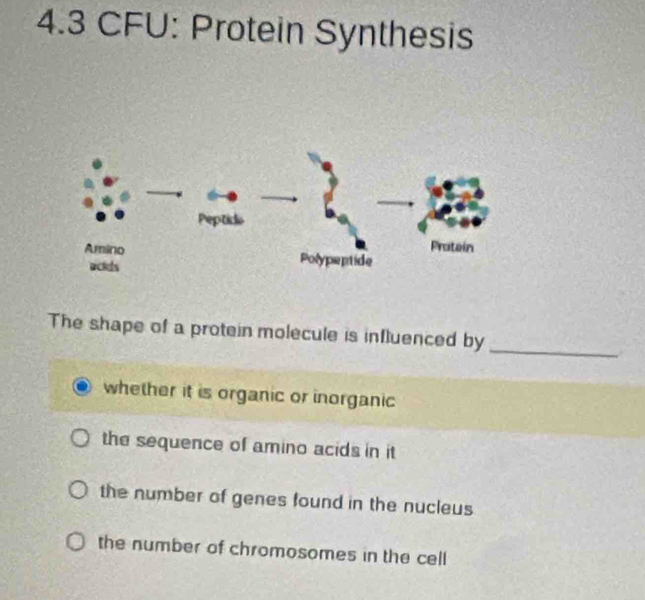 4.3 CFU: Protein Synthesis
_
The shape of a protein molecule is influenced by
whether it is organic or inorganic
the sequence of amino acids in it
the number of genes found in the nucleus
the number of chromosomes in the cell