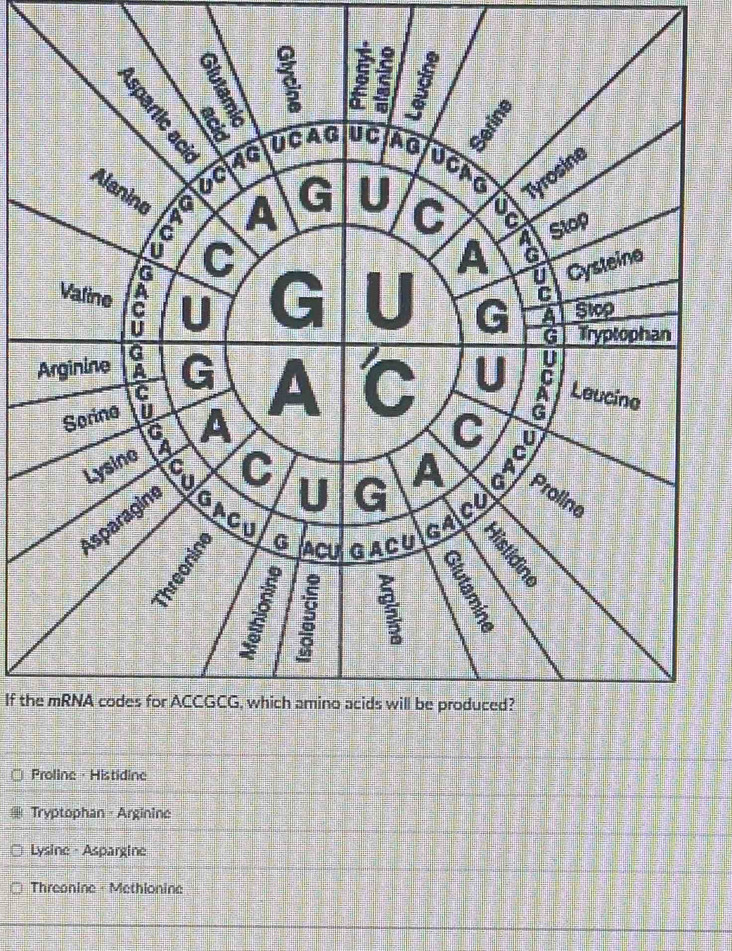 If the mRNA codes for ACCGCG, which amino acids will be produced?
Proline · Histidine
Tryptophan - Arginine
Lysine - Aspargine
Threonine - Methionine