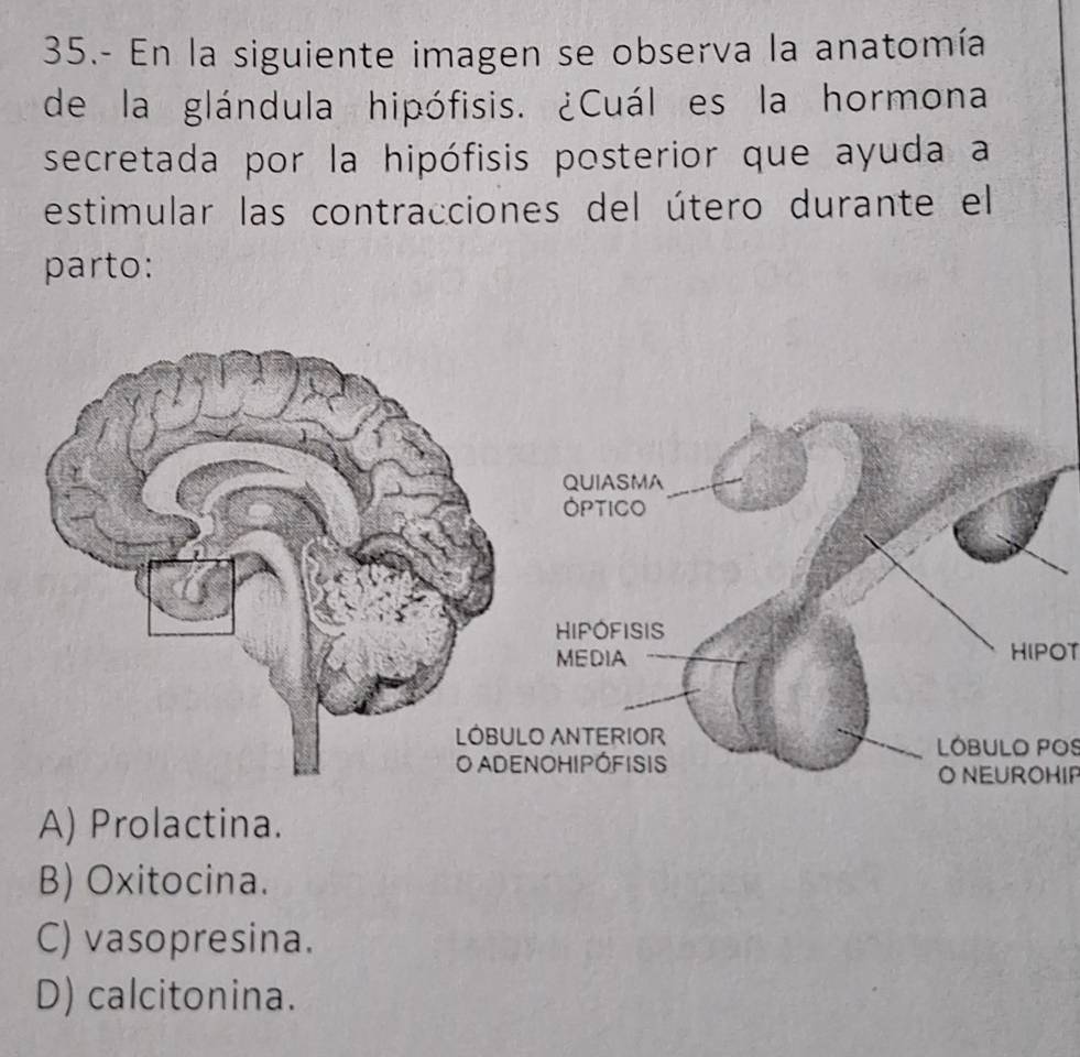 35.- En la siguiente imagen se observa la anatomía
de la glándula hipófisis. ¿Cuál es la hormona
secretada por la hipófisis posterior que ayuda a
estimular las contracciones del útero durante el
parto:
HIPOT
LóBULO POS
O NEUROHIF
A) Prolactina.
B) Oxitocina.
C) vasopresina.
D) calcitonina.