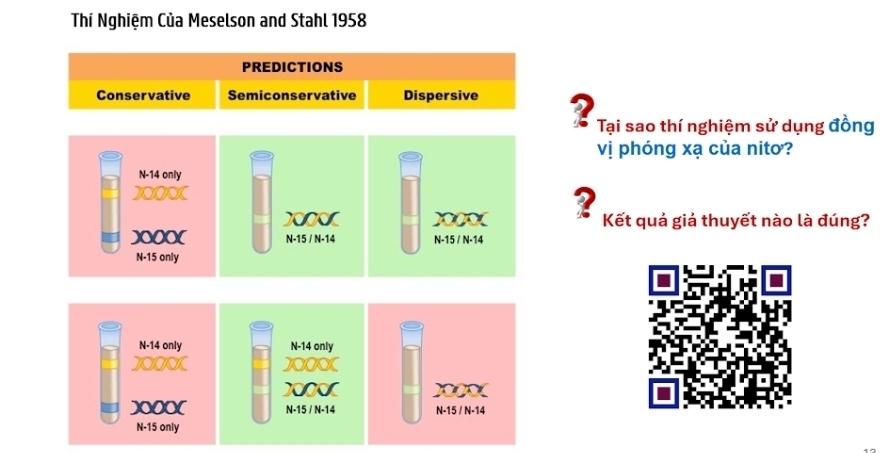 Thí Nghiệm Của Meselson and Stahl 1958 
2 Tại sao thí nghiệm sử dụng đồng 
vị phóng xạ của nito? 
? Kết quả giả thuyết nào là đúng?