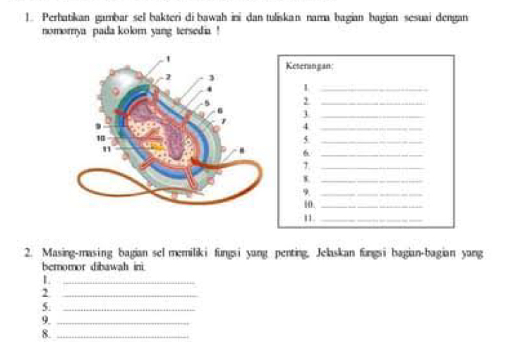 Perbatikan gambar sel bakteri di bawah ini dan tuliskan nama bagian bagian sesuai dengan 
nomorya pada kolom yang tersedia ! 
Keterangan 
_1 
_2 
_1 
_4 
5._ 
6_ 
_ 
_ 
_9 
10._ 
11._ 
2. Masing-masing bagian sel memiliki fungsi yang penting. Jelaskan fungsi bagian-bagian yang 
beromor dibawah in. 
_ 
_2 
5._ 
9._ 
8._