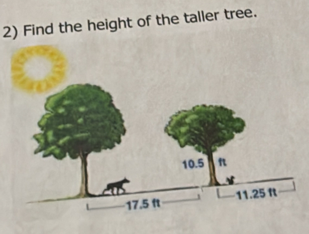 Find the height of the taller tree.