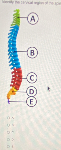 Identify the cervical region of the spin
A
B
C
D
E