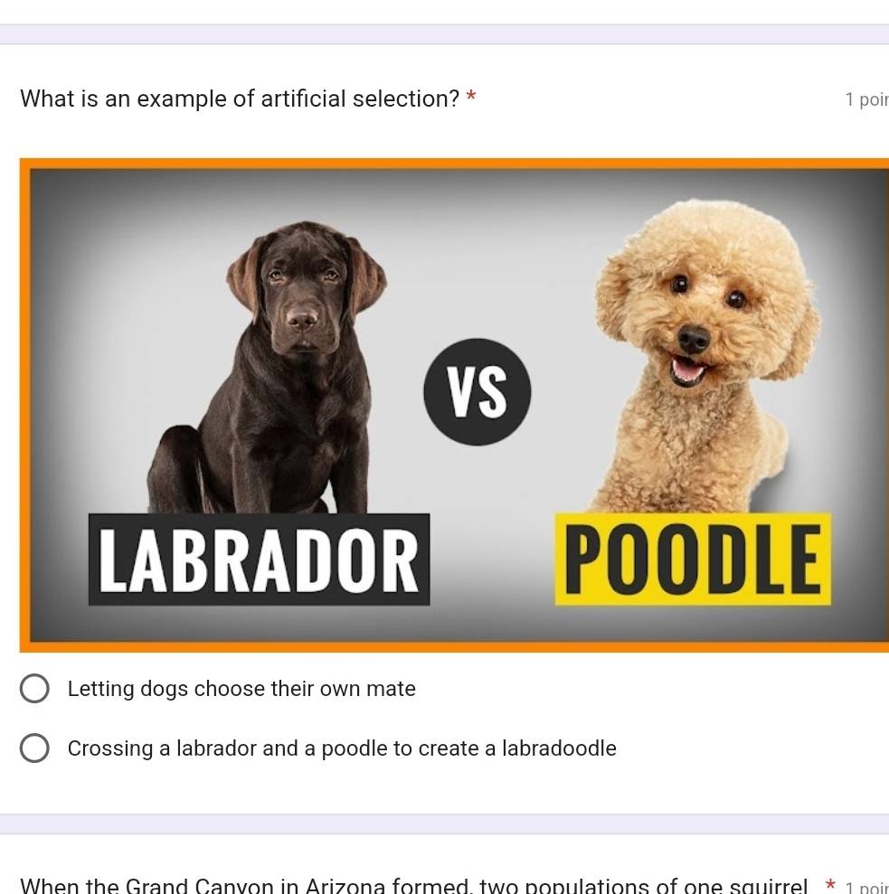 What is an example of artificial selection? * 1 poir
Letting dogs choose their own mate
Crossing a labrador and a poodle to create a labradoodle
When the Grand Canyon in Arizona formed two populations of one squirrel * 1 noin