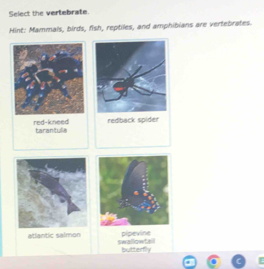 Select the vertebrate.
Hint: Mammals, birds, fish, reptiles, and amphibians are vertebrates.
red-kneed redback spider
tarantula
atlantic salmon pipevine
swallowtail
butterfly