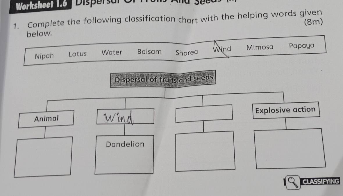 Worksheet 1.6 Dispersar 
1. Complete the following classification chart with the helping words given 
below. (8m) 
Nipah Lotus Water Balsam Shorea Wind Mimosa Papaya 
CLASSIFYING