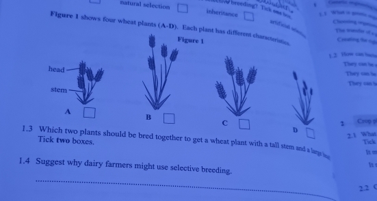 elive breeding? Tick one s?
natural selection □ inheritance □ 1.1 Wht is prmete m
Chooing om
artificial ories
Figure 1 shows four wheat plants (A-D). Each plant has different charscteristics Creating the ng
The traender of = 
Figure 1
1.2. Yow can h
They can be 
head
They can le
They can b
stem
A □ B □ C □ D □
2 Crop p
2.1 What
1.3 Which two plants should be bred together to get a wheat plant with a tall stem and a lars Tick two boxes.
Tick
It m
It 
1.4 Suggest why dairy farmers might use selective breeding.
_
2.2 C