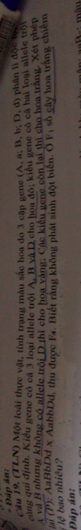 Đáp án: 
Câu 19. (TLN) Một loài thực vật, tính trạng màu sắc hoa do 3 cặp gene (A, a; B, b; D, d) phân lì độc hự 
cùng qui định. Kiểu gene có cả 3 loại allele trội A, B và D cho hoa đỏ; kiểu gene có cả hai loại allele trội 
A và B nhưng không có allele trội D thì cho hoa vàng; Các kiểu gene còn lại thì chọ hoa trắng. Xét phép 
|ai (P): AaBbDd x AabbDd, thu được F₄. Biết rằng không phát sinh đột biến. Ở Fị số cây hoa trắng chiếm 
l lệ bao nhiêu? 
Đáp án: 
n aa B-: màu