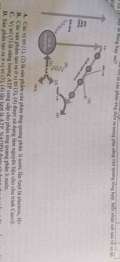 my la dúng hay sai? là mỗ lả các phản ứng diễn ra trong pha sáng của quang tổng hợp. Mỗi nhận xét sau về sơ đồ
quả
A. Các vị trí (1), (2) là sản phẩm của phản ứng quang phân li nước lần lượt là electron, H+
B. Các sản phầm tạo ra ở vị trí (3), (4) được sử dụng làm nguyên liệu cho chu trình Canvil.
C. Vị trí (5) là năng lượng ATP cung cấp cho phản ứng quang phân li nước.
D. Sản phân tạo ra ở vị trí (3), (4) lần lượt là ATP NADPH đực
