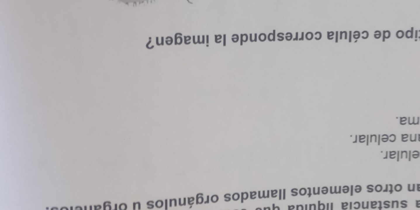 a sustancia liquída y 
an otros elementos llamados orgánulos u organe 
elular. 
na celular. 
ma. 
tipo de célula corresponde la imagen?