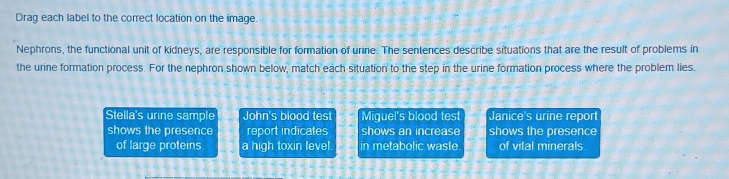 Drag each label to the correct location on the image.
Nephrons, the functional unit of kidneys, are responsible for formation of urine. The sentences describe situations that are the result of problems in
the urine formation process. For the nephron shown below, match each situation to the step in the urine formation process where the problem lies.
Stella's urine sample John's blood test Miguel's blood test Janice's urine report
shows the presence report indicates shows an increase shows the presence
of large proteins a high toxin level in metabolic waste of vital minerals