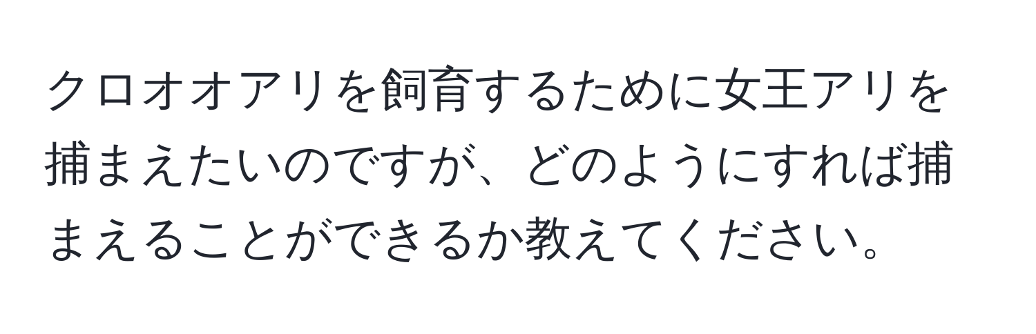 クロオオアリを飼育するために女王アリを捕まえたいのですが、どのようにすれば捕まえることができるか教えてください。