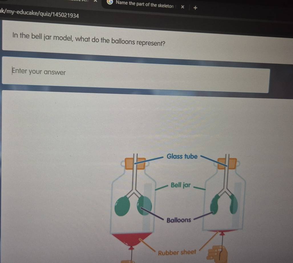 Name the part of the skeleton + 
uk/my-educake/quiz/145021934 
In the bell jar model, what do the balloons represent? 
Enter your answer