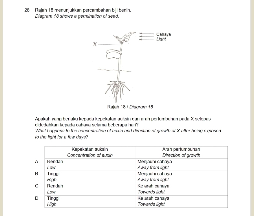 Rajah 18 menunjukkan percambahan biji benih. 
Diagram 18 shows a germination of seed. 
Apakah yang berlaku kepada kepekatan auksin dan arah pertumbuhan pada X selepas 
didedahkan kepada cahaya selama beberapa hari? 
What happens to the concentration of auxin and direction of growth at X after being exposed 
to the light for a few days?