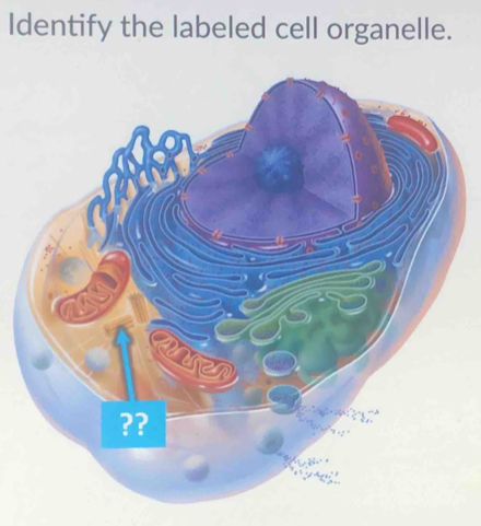 Identify the labeled cell organelle.