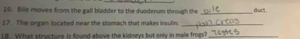 Bile moves from the gall bladder to the duodenum through the _duct. 
17. The organ located near the stomach that makes insulin:_ 
18. What structure is found above the kidneys but only in male frogs?_