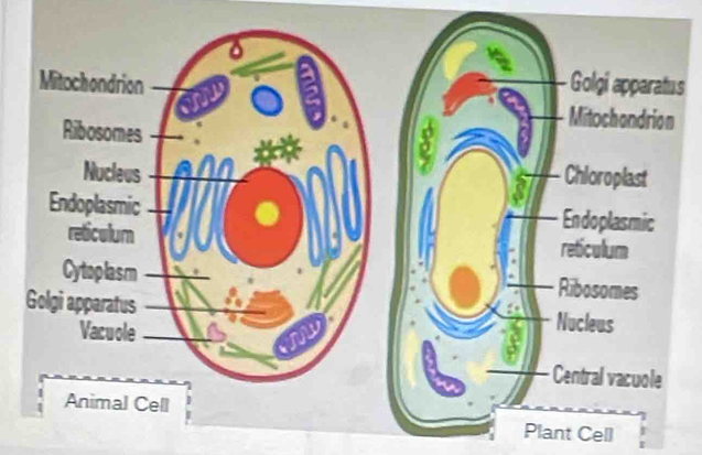 nt Cell