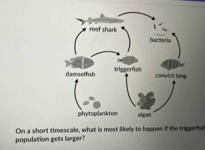 On a short timescale, what is most likely to happen if the triggerfish 
population gets larger?