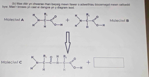 Mae dŵr yn chwarae rhan bwysig mewn llawer o adweithiau biocemegol mewn celloedd
byw. Mae'r broses yn cael ei dangos yn y diagram isod.
H R_2 。
Moleciwl A+ N Moleciwl B
H H 0 H
Moleciwl C
+□