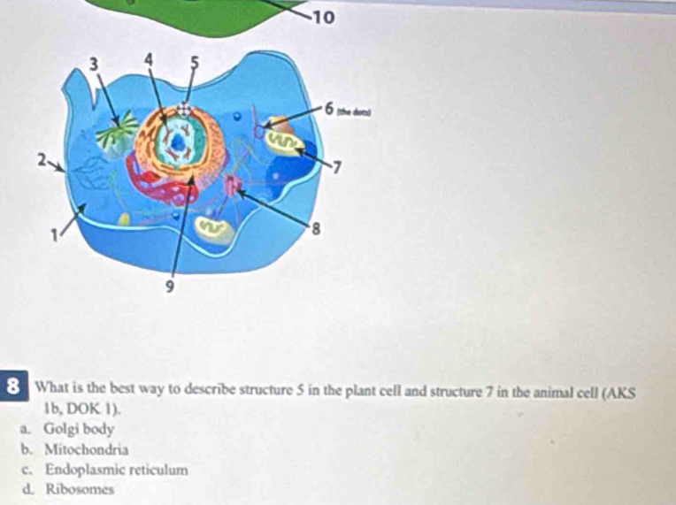 10
8 What is the best way to describe structure 5 in the plant cell and structure 7 in the animal cell (AKS
1b, DOK 1).
a. Golgi body
b. Mitochondria
c. Endoplasmic reticulum
d. Ribosomes