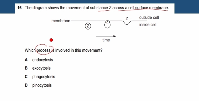 The diagram shows the movement of substance Z across a cell surface membrane.
membrane
Z outside cell
Z inside cell
Z
time
Which process is involved in this movement?
A endocytosis
B exocytosis
C phagocytosis
D pinocytosis