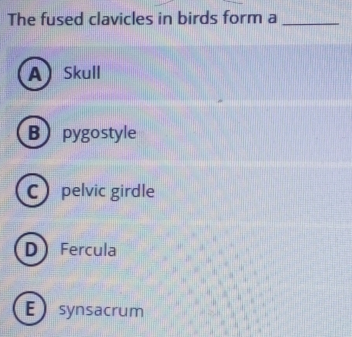 The fused clavicles in birds form a_
A Skull
B) pygostyle
C pelvic girdle
DFercula
Esynsacrum