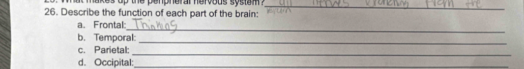 at makes up the penpheral hervous system ?_ 
26. Describe the function of each part of the brain: 
_ 
a. Frontal: 
_ 
b. Temporal: 
_ 
c. Parietal: 
d. Occipital:_